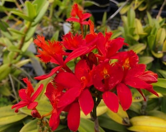 Red Epidendrum Orchid Stem Cuttings, Hardy Tropical Plant, Vibrant Clusters