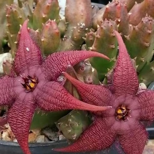 May include: Close-up of two star-shaped, deep red flowers with textured petals and yellow centers. The flowers are in front of a green and brown succulent plant with spiky stems. The flowers are in a black pot with small rocks.