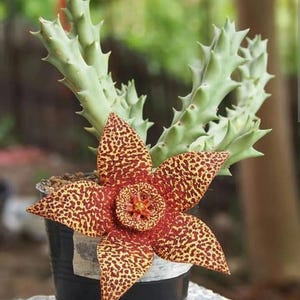 May include: A potted Stapelia flower with a large, star-shaped bloom. The flower has a red and yellow spotted pattern, with a central, textured disc. The plant has green, spiky stems. The pot is black.