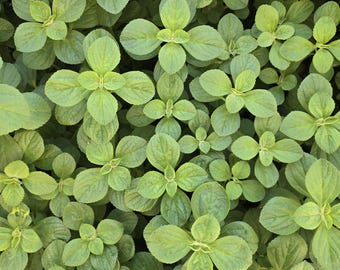 Organic Boldo, Plectranthus Neochilus, 5 Plant Cuttings, also called Lobster Bush Foliage, Meprobamato.