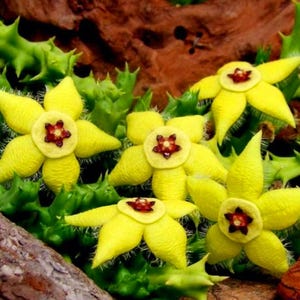 Orbea semota lutea Succulent Plant, Yellow Star Flowers, Rooted Stems (2 inch pot)