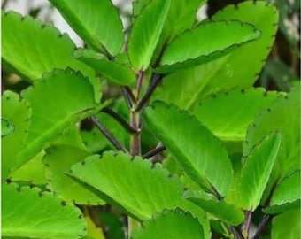 Organic Miracle leaf medicinal plant, 2 rooted stems