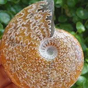 May include: A polished ammonite fossil specimen featuring a spiral shell with intricate, branching white suture patterns set against a warm, translucent amber and brown background. The fossil displays a smooth, glossy surface texture.