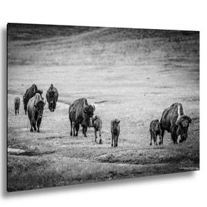 May include: A black and white photographic print featuring a herd of American bison walking across a grassy field. The scene includes several adult bison and smaller calves moving together in a group, captured in a high-contrast monochrome style.
