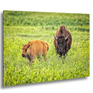 May include: A large dark brown adult bison with curved horns stands next to a smaller light orange bison calf in a field of vibrant green grass and low-lying vegetation, both animals facing forward in a natural outdoor setting.