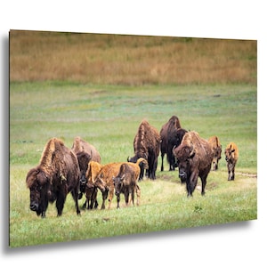 American Bison Herd Print | Custer State Park Wildlife Photography | Family Nature Decor