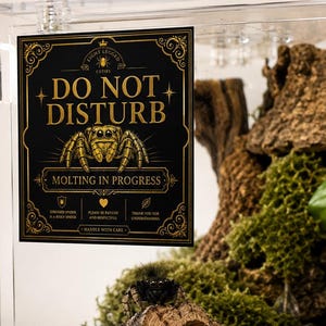 May include: A clear acrylic enclosure for a spider featuring a black and gold sign that reads DO NOT DISTURB MOLTING IN PROGRESS. The habitat contains a piece of cork bark, green moss, dried leaves, and a small water dish for the arachnid inside.