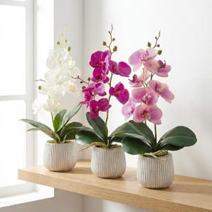 May include: Three potted orchid plants with white, fuchsia, and pink blooms. The orchids have green leaves and are in textured, light-colored pots. They sit on a light wood shelf against a white wall.