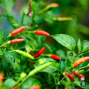May include: Close-up of a chili pepper plant with vibrant red and green peppers. The peppers are small and elongated, growing among lush green leaves. The image is well-lit, highlighting the colors and textures of the plant.