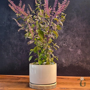 May include: A potted holy basil plant with purple stems, green leaves, and pink flower spikes. The plant is in a white ceramic pot with a matching saucer featuring a geometric pattern. The background is a dark, textured wall.