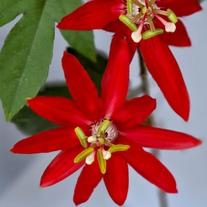 Red Passion Flower Vine Live Plant | Passiflora coccinea | 3" Pot | Tropical Climbing Vine | Outdoor Plant | Tulsi Grove