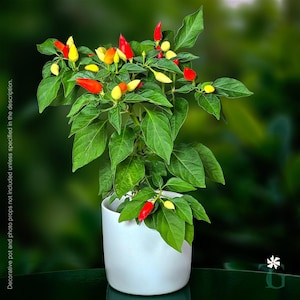 May include: A potted chili pepper plant with vibrant green leaves and numerous small, conical peppers in shades of bright red and yellow. The plant is housed in a simple, solid white cylindrical ceramic pot, showcasing a healthy, upright growth habit.