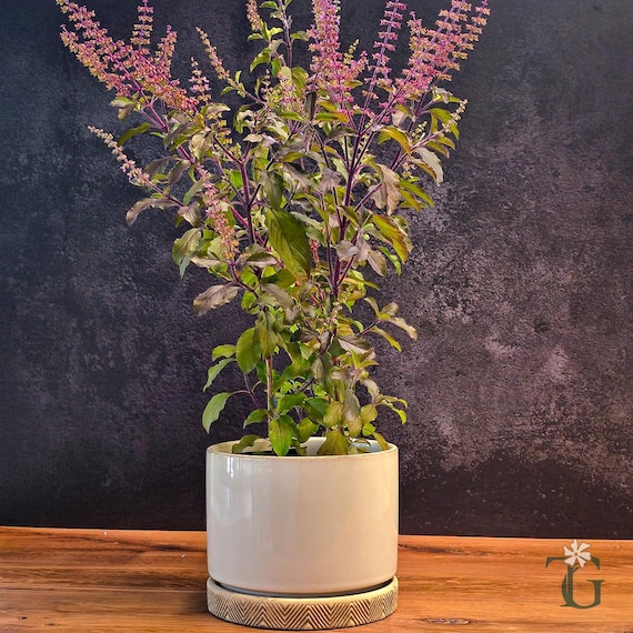 Krishna Tulsi Live Plant | Holy Basil (Ocimum tenuiflorum) | 12-24" Tall | 2.5" Pot | Tulsi Grove