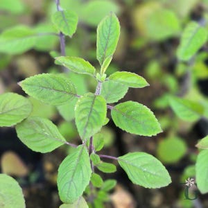 May include: Close-up of a green plant with oval-shaped leaves and purple stems. The leaves have visible veins and are a vibrant green color. The plant appears healthy and well-lit, with a soft focus background.