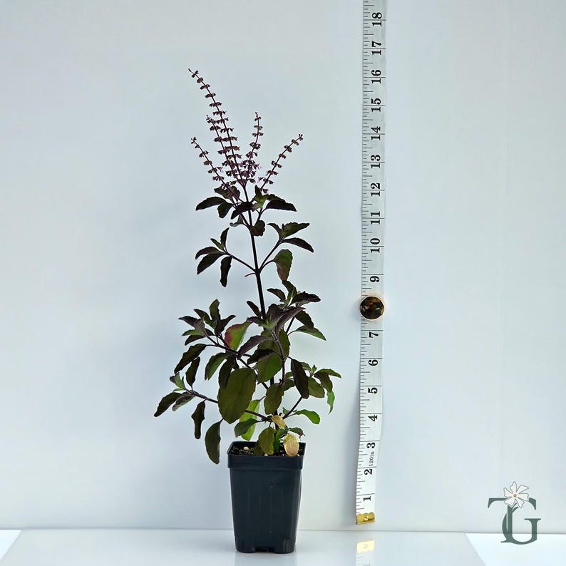 May include: A dark purple and green holy basil plant in a black square plastic pot, positioned next to a white measuring tape that shows the plant reaching a height of approximately 18 inches. The plant features thin stems and small flowers.