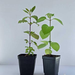 May include: Two small potted plants with green leaves and dark stems. The plants are in black square pots. The background is a plain white surface. The plants are in the early stages of growth.