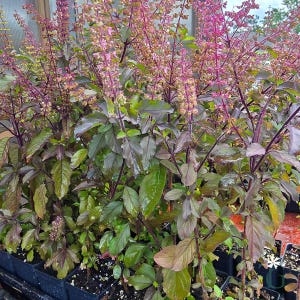 May include: A cluster of dark purple and green basil plants featuring tall, slender stems topped with numerous small, light pink flower spikes. The broad, pointed leaves exhibit a deep purple hue with hints of green, growing in dense foliage.