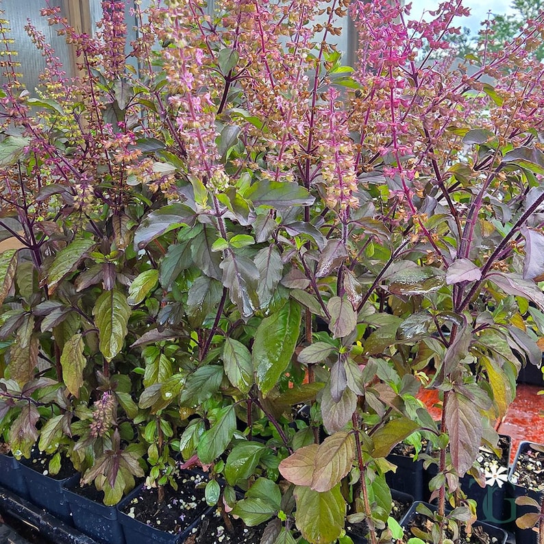 May include: A cluster of dark purple and green basil plants featuring tall, slender stems topped with numerous small, light pink flower spikes. The broad, pointed leaves exhibit a deep purple hue with hints of green, growing in dense foliage.