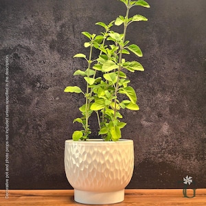 May include: A vibrant green Tulsi plant with slender stems and pointed leaves growing in a white ceramic planter. The planter features a textured, repeating scalloped pattern on its exterior and sits on a smooth, circular base.