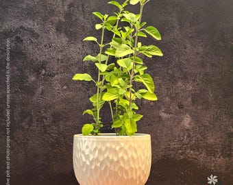 Surajmukhi Tulsi (Ocimum tenuiflorum) Live Plant (Rama-Type Heirloom) | Holy Basil | 2.5" Pot | Tulsi Grove