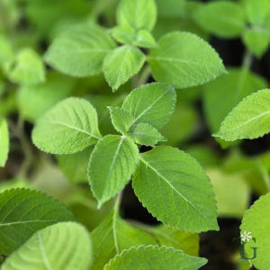 May include: Close-up of vibrant green leaves with textured surfaces and prominent veins. The leaves are part of a lush, healthy plant, showcasing a natural, organic aesthetic. The image highlights the fresh, verdant color and detailed leaf structure.