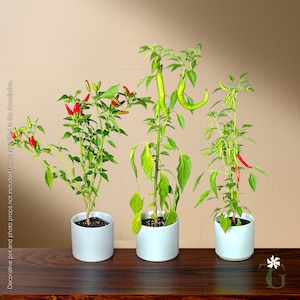 May include: Three potted chili pepper plants in white cylindrical containers. The left plant has small red peppers, the center plant features long light green peppers, and the right plant displays thin green peppers with one red pepper among green leaves.