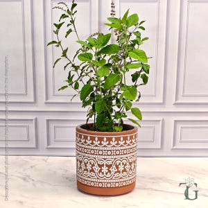 May include: A vibrant green Tulsi plant with small leaves and thin stems potted in a cylindrical terracotta-colored planter. The planter features a white decorative pattern with repeating floral and geometric motifs around its exterior.