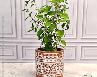 Rama Tulsi Live Plant | Holy Basil (Ocimum tenuiflorum) | 12-24" Tall | 2.5" Pot | Tulsi Grove