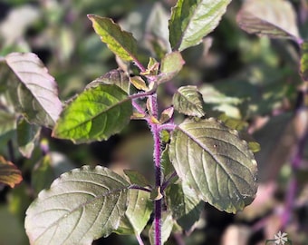 Krishna Tulsi Live Plant | Holy Basil (Ocimum tenuiflorum) | 2.5" Pot | Indoor/Outdoor | Tulsi Grove
