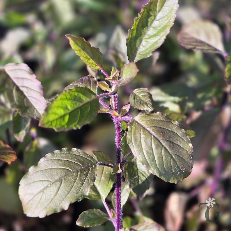 May include: A holy basil plant featuring a vibrant purple stem covered in fine, soft hairs. The leaves are oval-shaped with serrated edges, displaying a mix of deep green and dark purple hues. The plant structure is upright with branching stems.