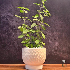 May include: A potted plant with vibrant green leaves and purple stems. The plant is in a white, textured ceramic pot with a round base. The background is a dark, mottled purple.