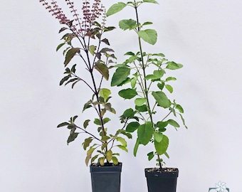 Choose Any 2 Tulsi Plants | Holy Basil (Rama, Krishna, Vana, Surajmukhi) | 2.5" Pots | Tulsi Grove
