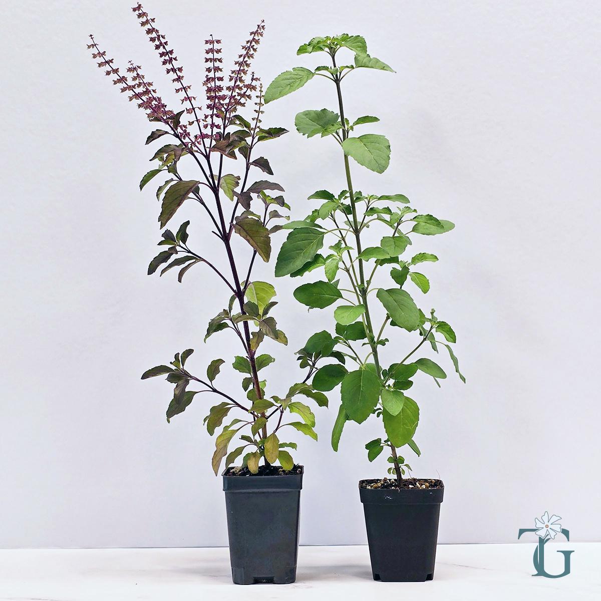 lavender mona plant Plectranthus 'Mona Lavender' 1g for walk in purchase only (at our LAKE   Pots & Plants