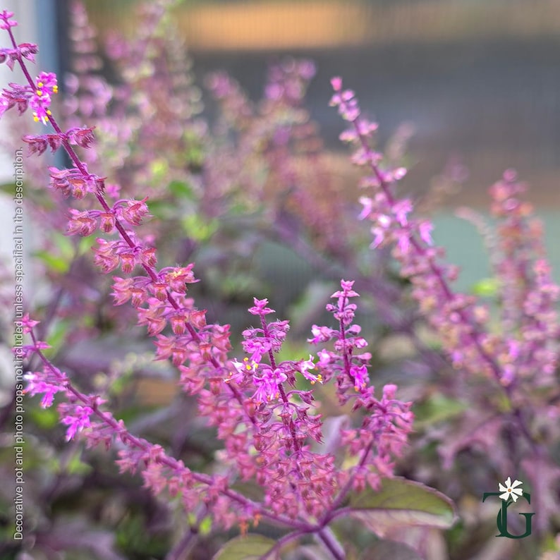 May include: A cluster of vibrant purple basil flowers blooming on slender, dark stems. The small, delicate blossoms are arranged in vertical spikes, featuring tiny yellow pollen-dusted centers and deep magenta-toned petals with green foliage.