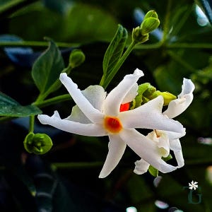 green ficus plant Ficus Green Island – ShopTropicals