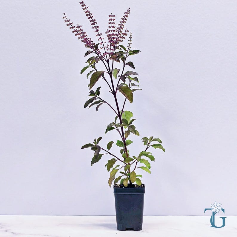 May include: A potted holy basil plant featuring dark purple stems and green leaves with a purple tint. The plant has several tall, slender flowering spikes with small, delicate purple blossoms at the top, all contained within a black plastic pot.