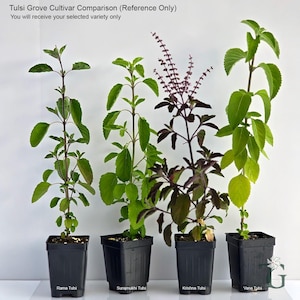 May include: Four Tulsi plants in black square pots labeled Rama Tulsi, Surajmukhi Tulsi, Krishna Tulsi, and Vana Tulsi. The text reads: Tulsi Grove Cultivar Comparison (Reference Only). You will receive your selected variety only.