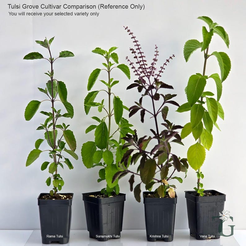 May include: Four Tulsi plants in black square pots labeled Rama Tulsi, Surajmukhi Tulsi, Krishna Tulsi, and Vana Tulsi. The text reads: Tulsi Grove Cultivar Comparison (Reference Only). You will receive your selected variety only.