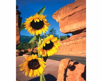 Sunflowers with Balanced Rock in Garden of the Gods, Colorado 39