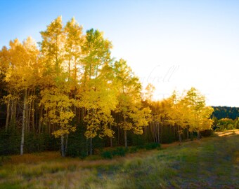 May include: A scenic landscape featuring a grove of trees with vibrant yellow and green foliage, bathed in warm sunlight. The trees stand against a clear blue sky, with a grassy foreground and a hint of a hillside in the distance.