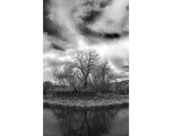May include: A black and white photograph of a group of trees reflected in a still body of water. The trees are silhouetted against a cloudy sky.