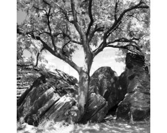 Infrared Tree in Rock City, Kansas 2682