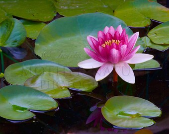 Photograph of a Pink Water Lily Flower in a Pond in Summer 2700