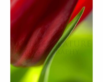 Photograph of a Red Tulip Resting on a Leaf 2386