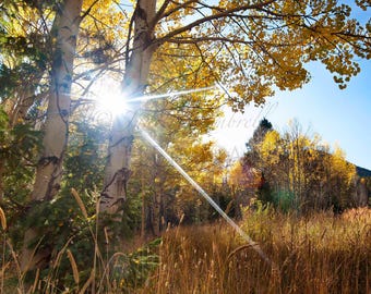 Photograph of the Sun Bursting Through Golden Aspen Trees in Autumn 2345