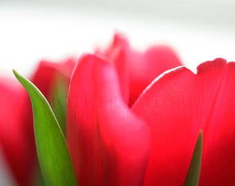 Photograph of a Red Tulip Flower Detail