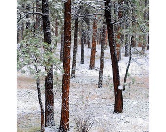 May include: A snowy forest scene with tall pine trees. The trees are covered in snow, and the ground is also covered in snow. The trees are mostly brown and black, with some green needles visible.
