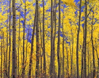 Golden Aspen Trees Against a Blue Sky in Autumn in Colorado 176