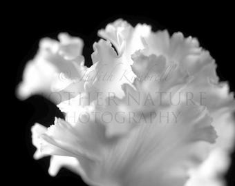 Delicate White Cyclamen Flower Detail 2410