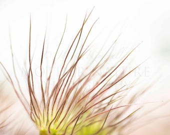 Pasque Flower Detail in a Garden 1729